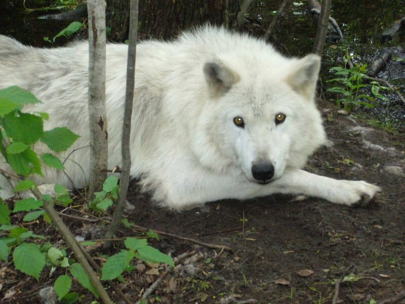 White Wolf in Forest — Calm, Summer