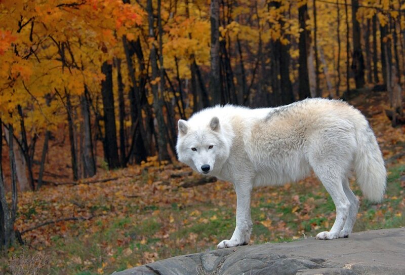 White Wolf in Forest — Calm
