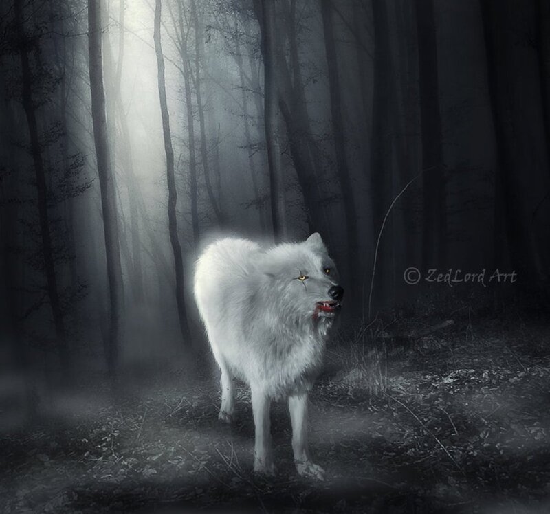 White Wolf in Forest — Dark, Night, Digital Art