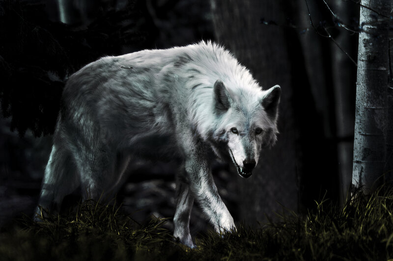 White Wolf in Forest — Dark, Night