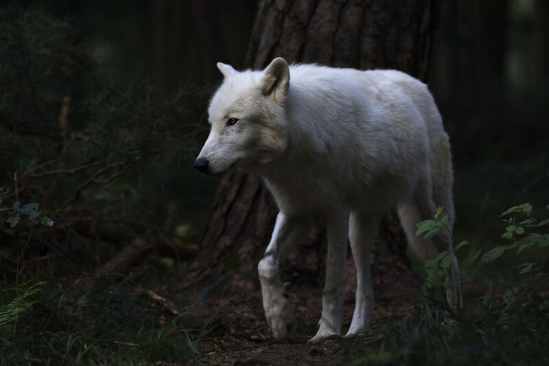 White Wolf in Forest — Dark