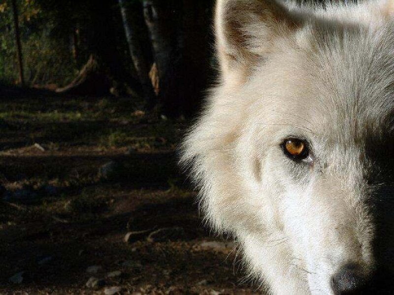 White Wolf in Forest — Dramatic, Afternoon
