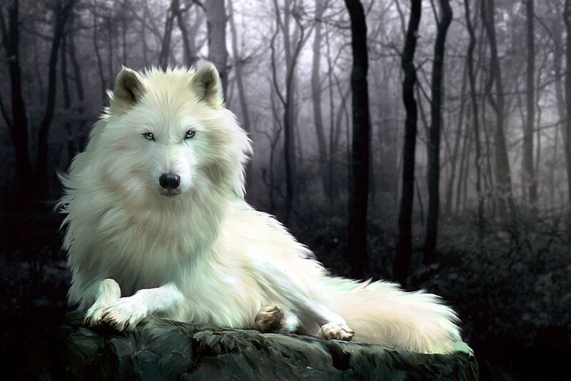 White Wolf in Forest — Dramatic, Night, Digital Art, Rock