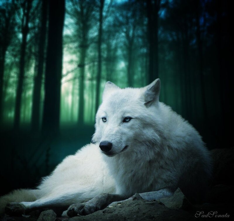 White Wolf in Forest — Dramatic, Night, Digital Art, Trees