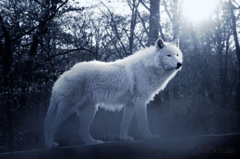White Wolf in Forest — Dramatic, Night, Photograph, Sunlight