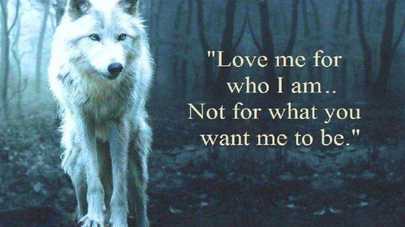 White Wolf in Forest — Dramatic, Night, Photograph, Text