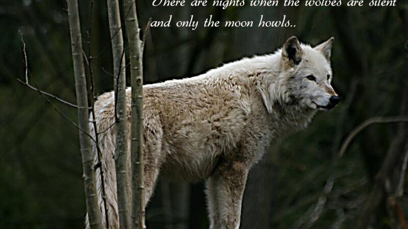 White Wolf in Forest — Dramatic, Night, Photograph