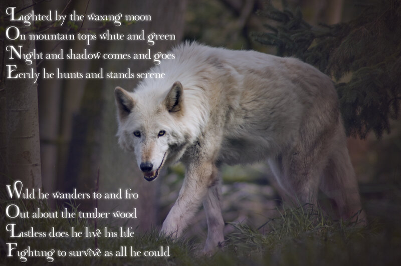 White Wolf in Forest — Dramatic, Night, Photograph, Tree
