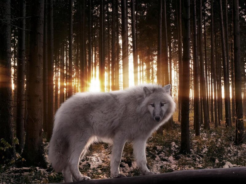 White Wolf in Forest — Dramatic, Sunset, Photograph