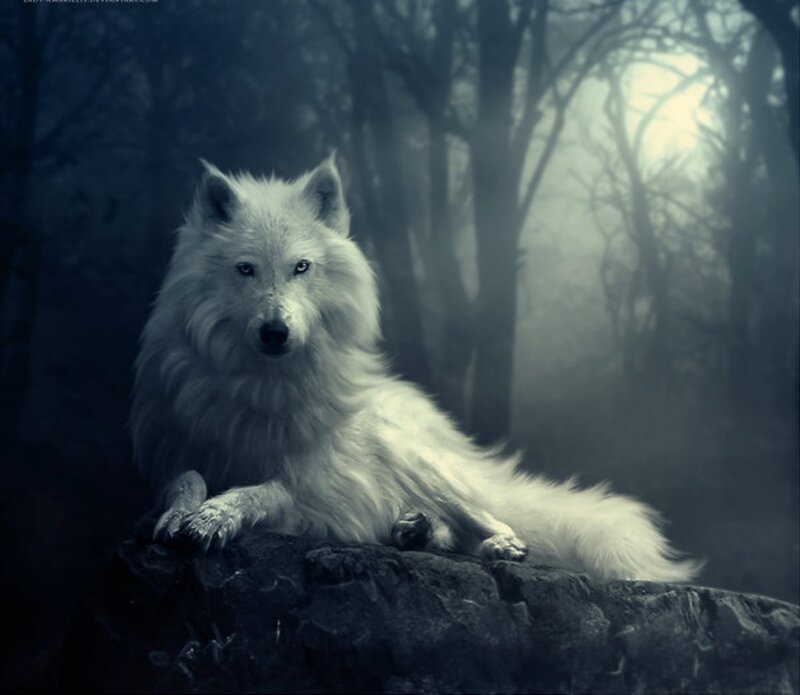 White Wolf in Forest — Dramatic