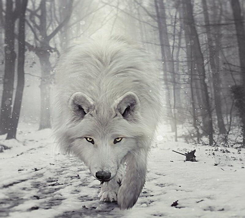 White Wolf in Forest — Dramatic, Winter, Digital Art