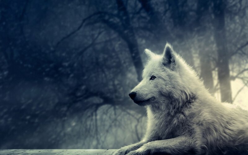 White Wolf in Forest — Dramatic, Winter, Digital Art, Trees