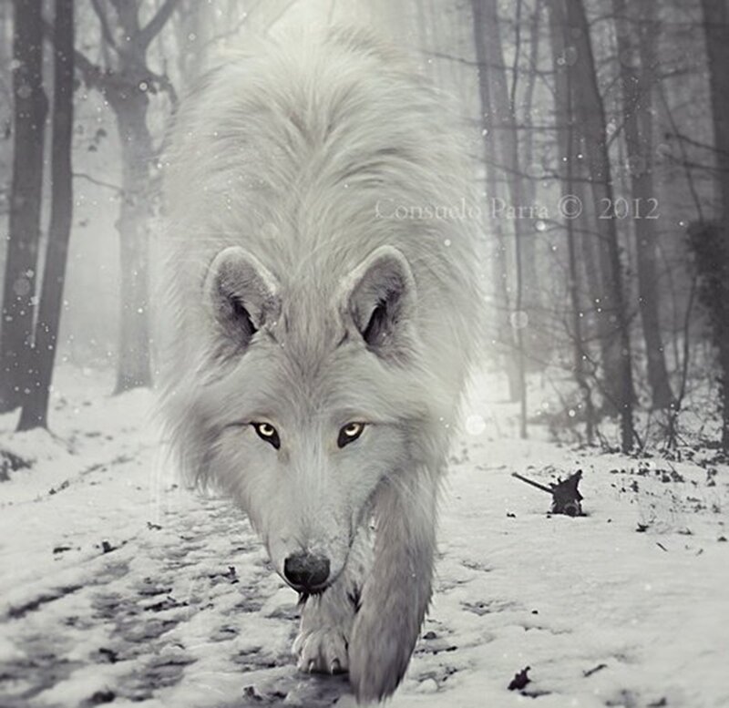 White Wolf in Forest — Dramatic, Winter