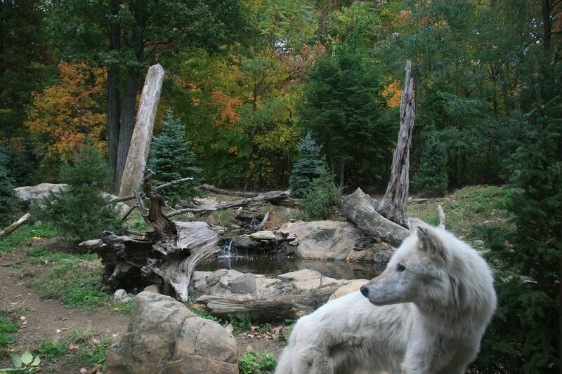 White wolf in forest enclosure