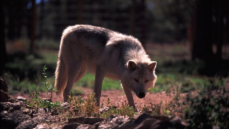 White Wolf in Forest — Gray, Alert, Afternoon, Photograph, Rocks