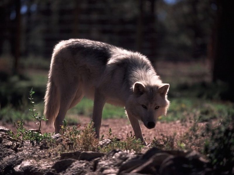 White Wolf in Forest — Gray, Alert, Afternoon