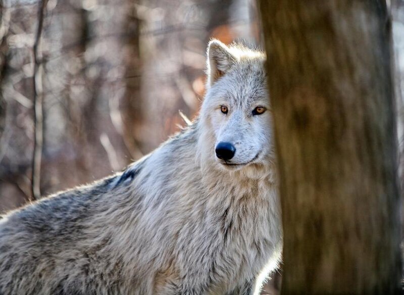 White Wolf in Forest — Gray, Alert