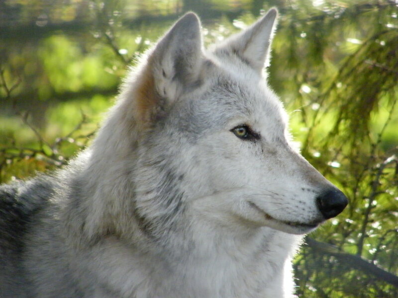 White Wolf in Forest — Gray, Calm
