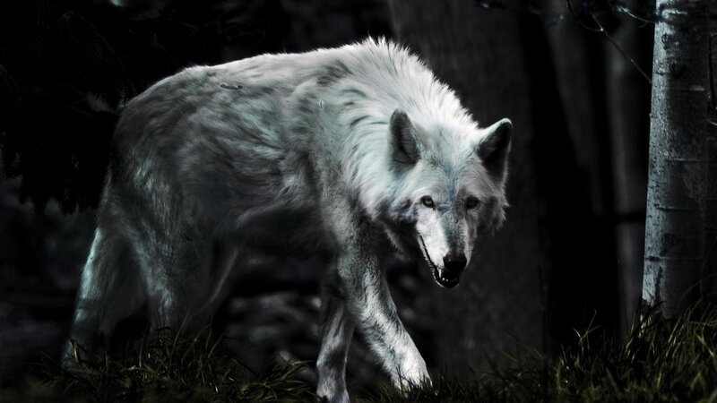 White Wolf in Forest — Gray, Dark, Night