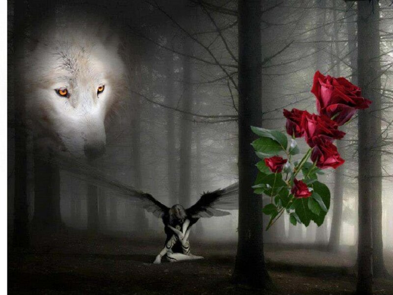 White Wolf in Forest — Gray, Dark