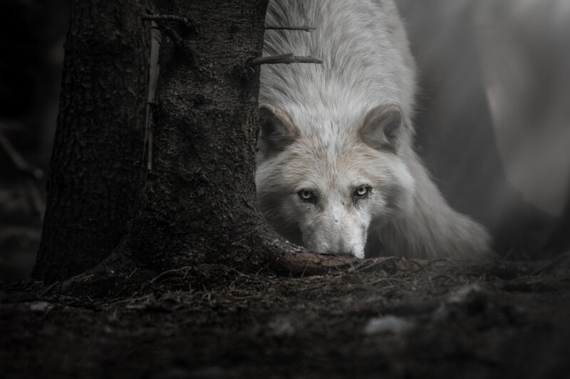 White Wolf in Forest — Gray, Dramatic, Night