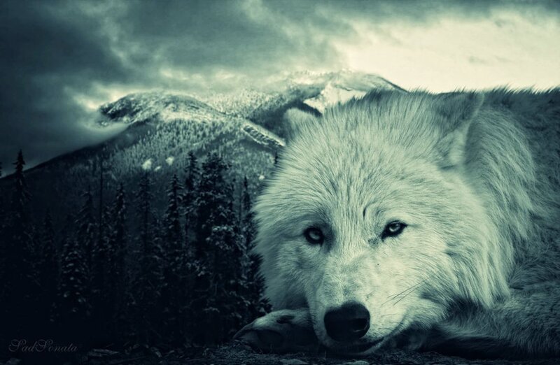 White Wolf in Forest — Gray, Dramatic, Winter