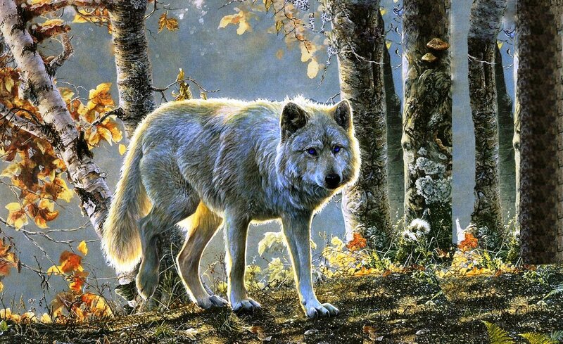 White Wolf in Forest — Gray, Serene