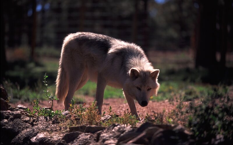 White Wolf in Forest — Gray