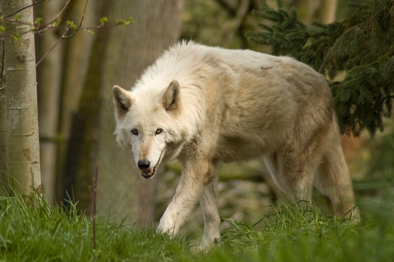 White Wolf in Forest — Green, Alert