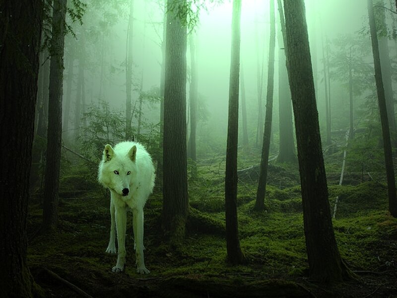 White Wolf in Forest — Green, Mysterious