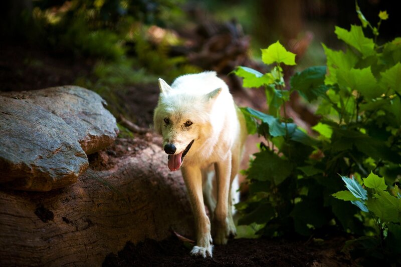 White Wolf in Forest — Green, Natural, Afternoon