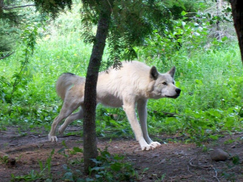 White Wolf in Forest — Green, Natural