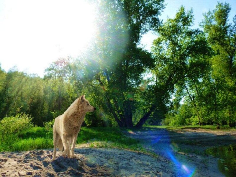 White Wolf in Forest — Green, Serene, Afternoon