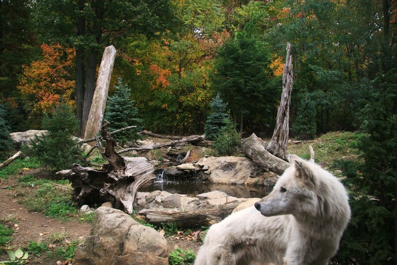 White Wolf in Forest — Green, Serene, Autumn