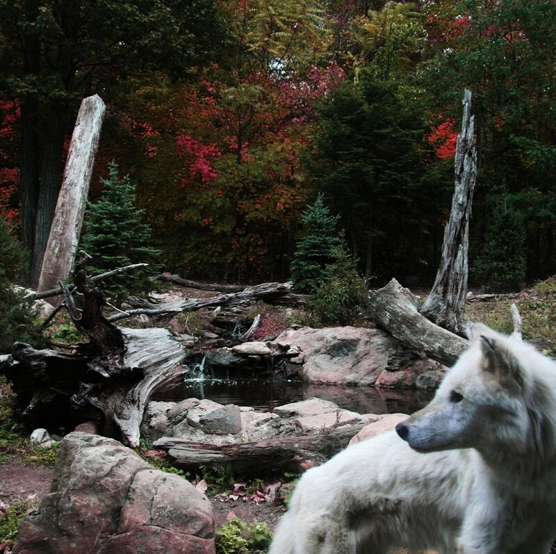 White Wolf in Forest — Green, Serene