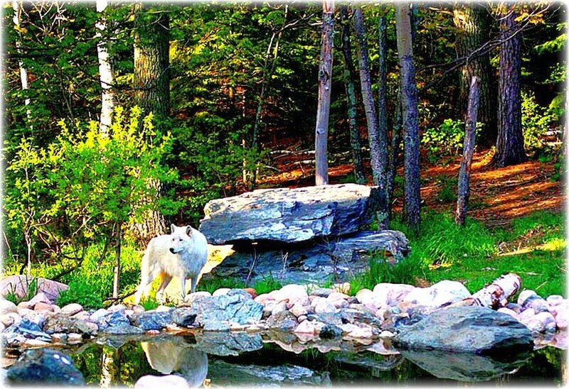 White Wolf in Forest — Green