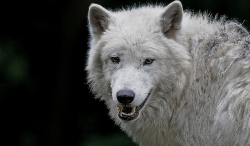 White Wolf in Forest — Intense, Photograph, Black