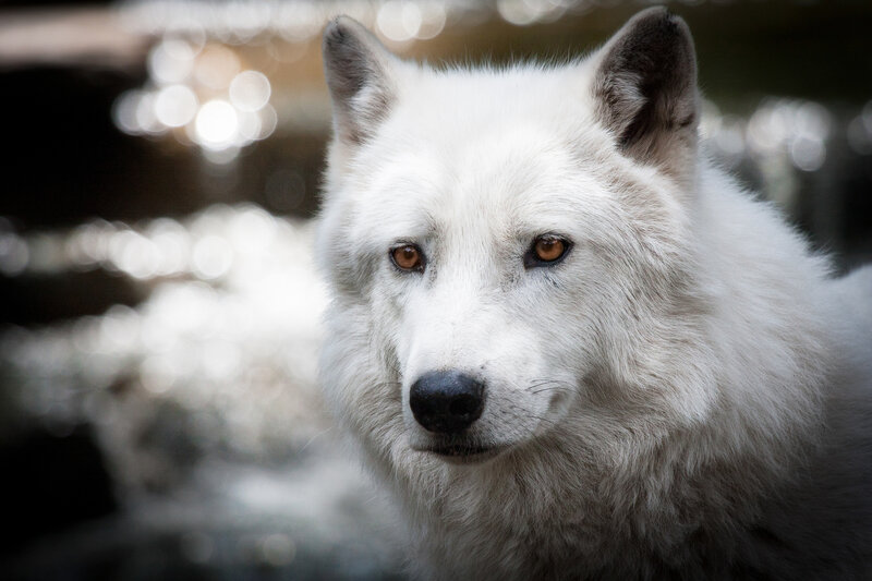 White Wolf in Forest — Intense, Photograph
