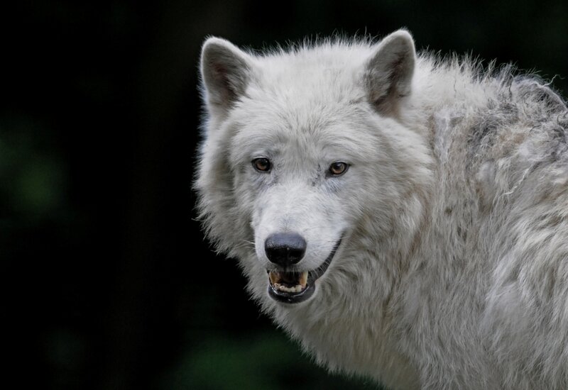 White Wolf in Forest — Intense