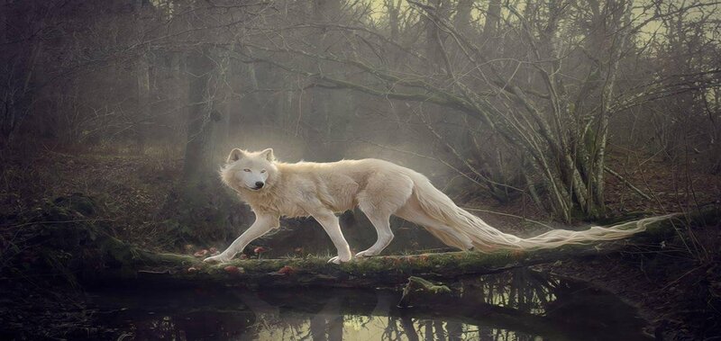White Wolf in Forest — Mysterious, Night, Digital Art