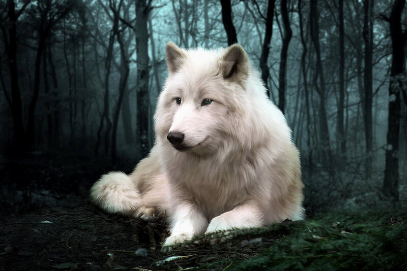 White Wolf in Forest — Mysterious, Night, Digital Art, Trees, Ground