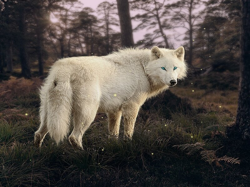 White Wolf in Forest — Mysterious, Night, Digital Art, Trees