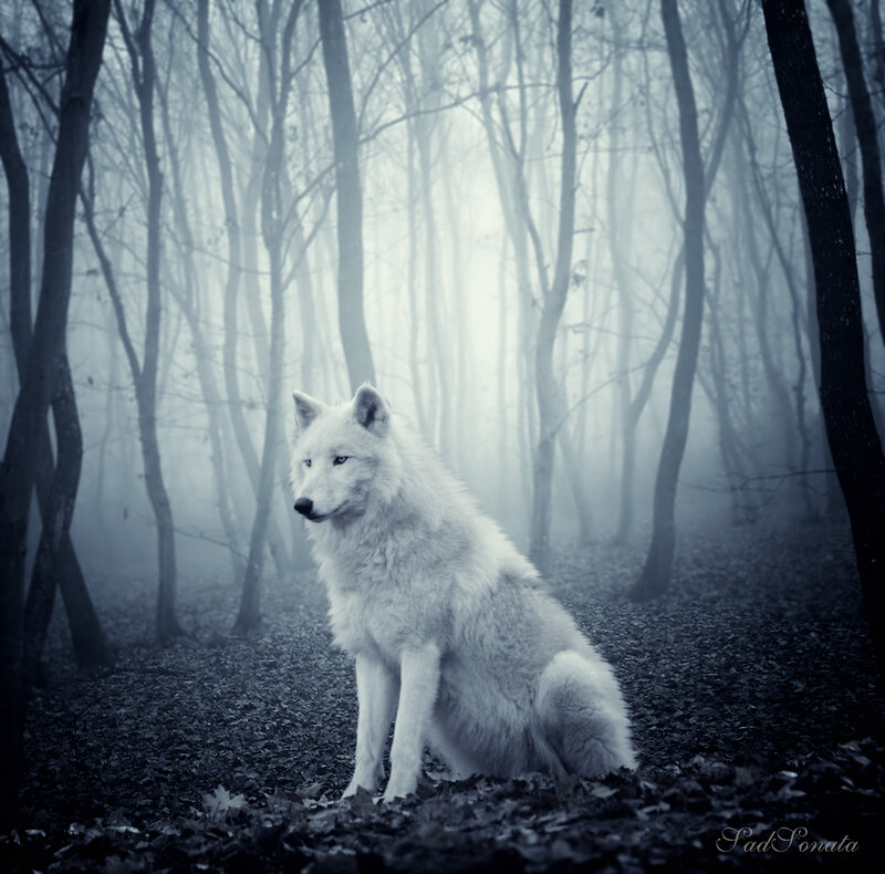 White Wolf in Forest — Mysterious, Night, Photograph