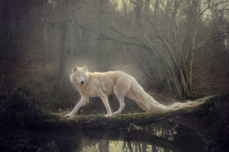 White Wolf in Forest — Mysterious, Night