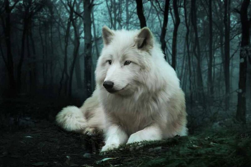 White Wolf in Forest — Mysterious