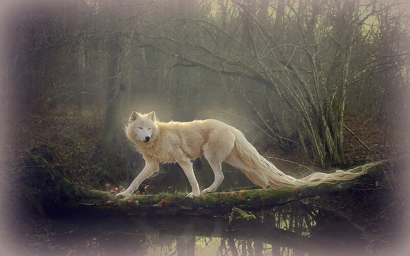 White Wolf in Forest — Mystical, Morning