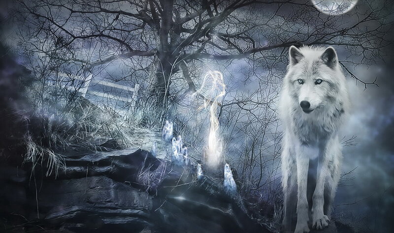 White Wolf in Forest — Mystical