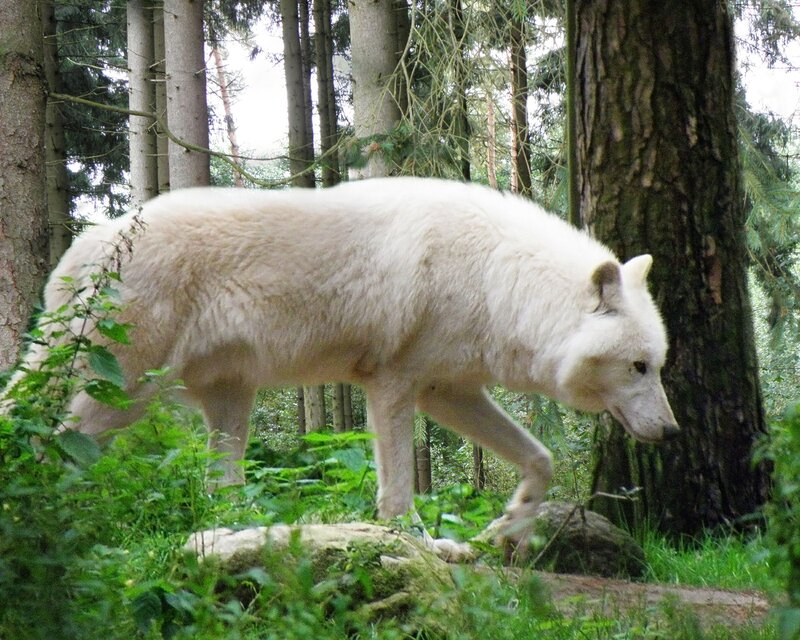 White Wolf in Forest — Natural, Afternoon, Photograph