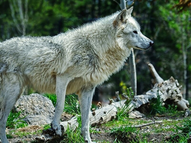 White Wolf in Forest — Natural, Afternoon, Photograph, Trees, Grass