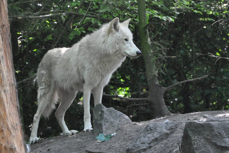 White Wolf in Forest — Natural, Afternoon, Photograph, Trees, Rocks